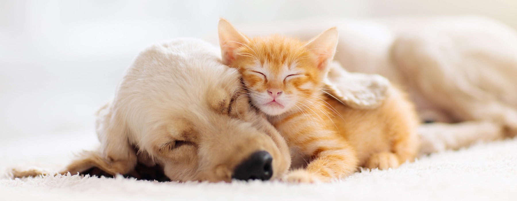 kitten snuggling next to dog