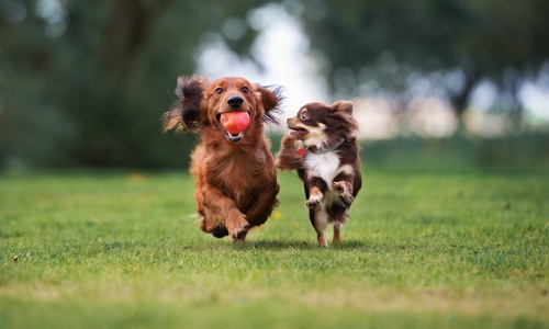 two dogs running through a park